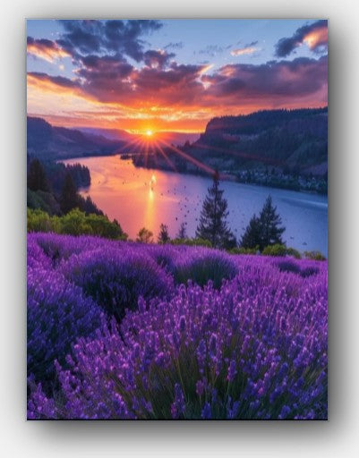 Lavender Fields Forever